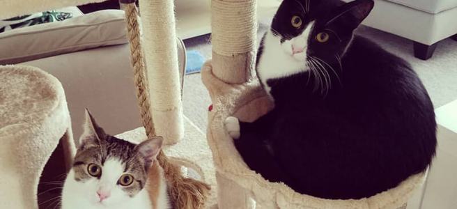 Hansel and Gretel sitting in their cat tree