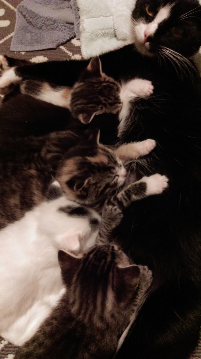 Pancake and her six kittens